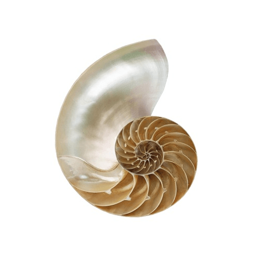 Fotografia da pedra nautilus bruta